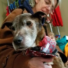 OLLIE, hospice dog fostered by Rosana Wuebben