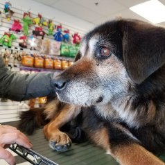 TEDDY, hospice dog fostered by Tracy Forstey