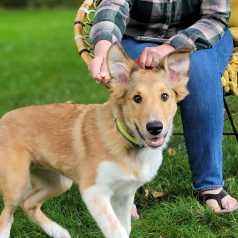 Finn, fostered by Jackie Burgess