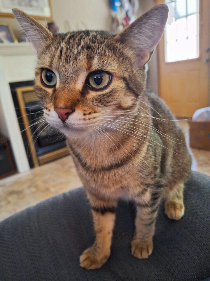 2 Tabby Cats