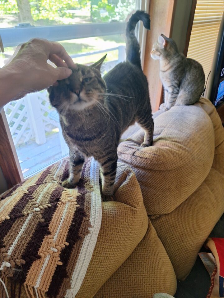 2 Tabby Cats