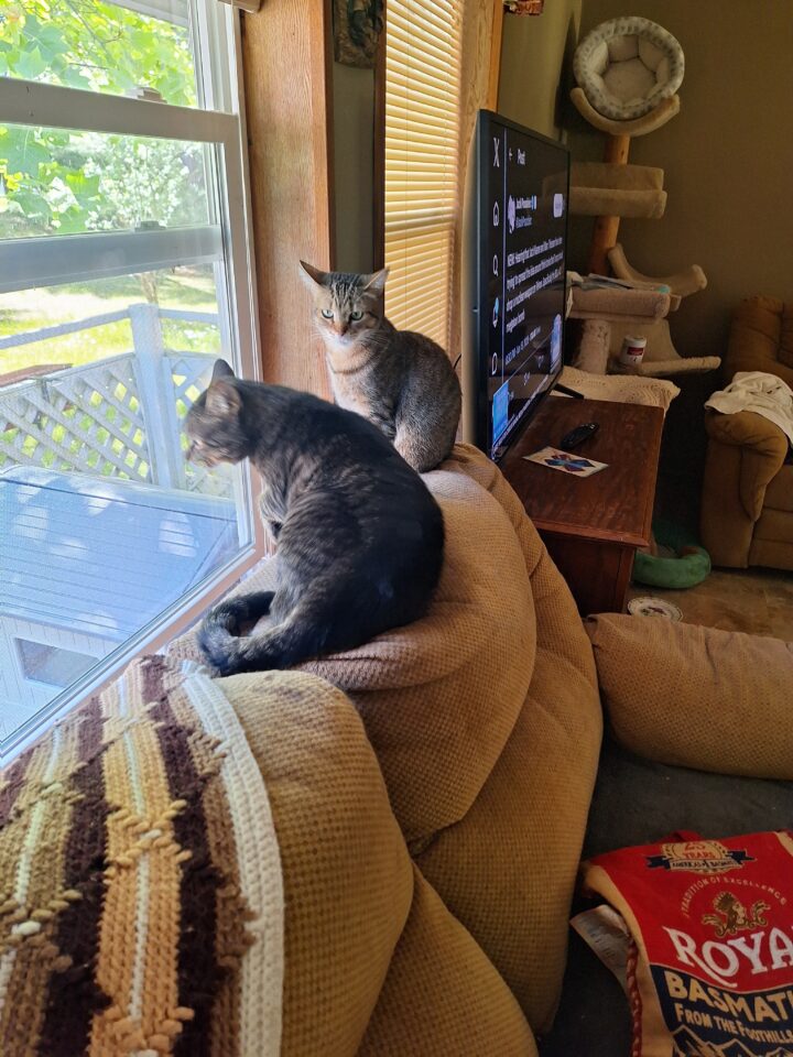 2 Tabby Cats