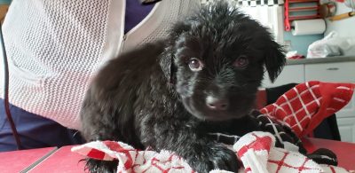 3rd Annual Fall ORV Ride for the Animals