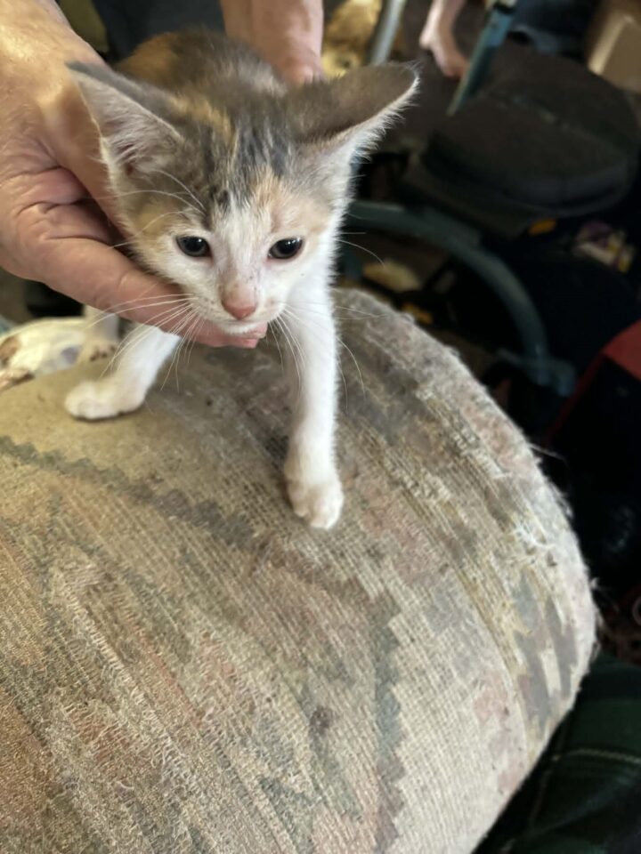 5 Kittens