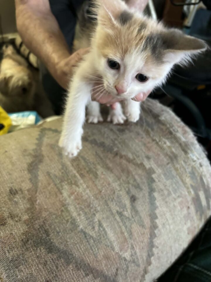 5 Kittens
