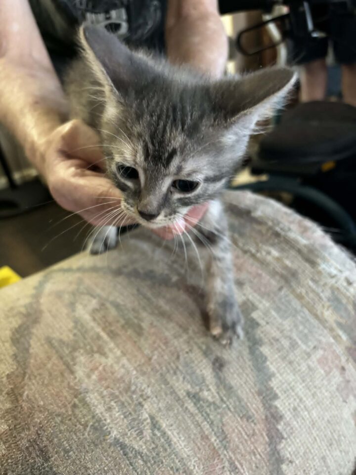 5 Kittens