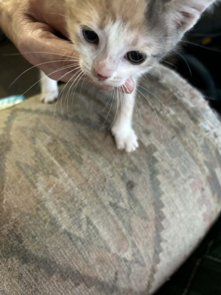 5 Kittens