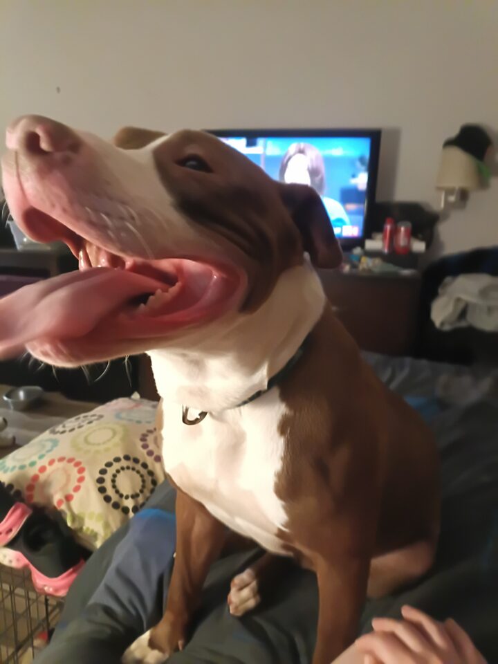 Apollo