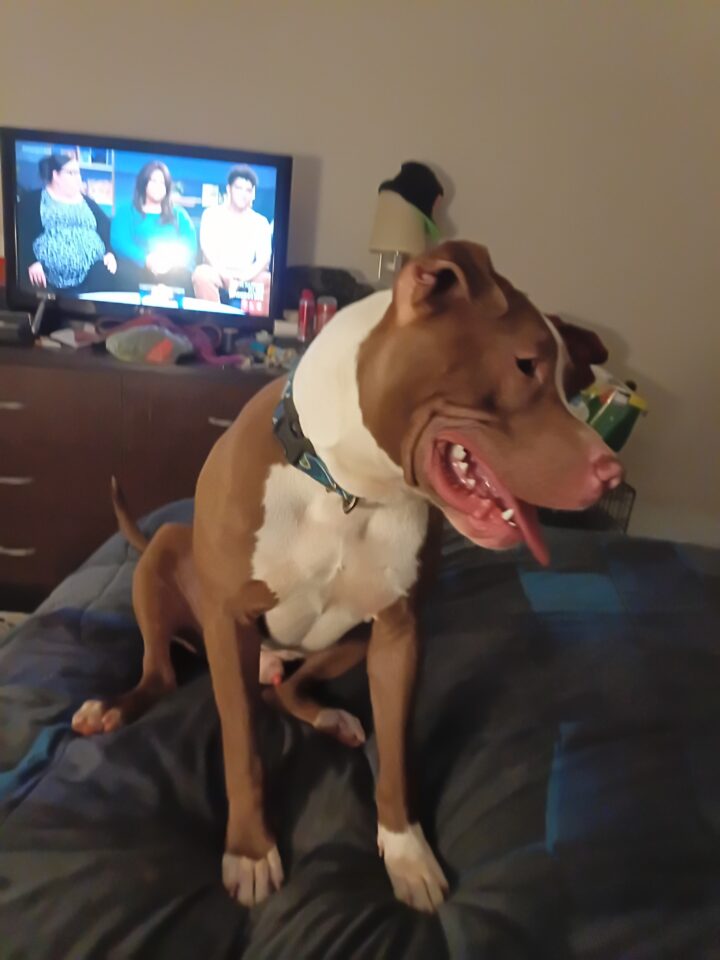 Apollo