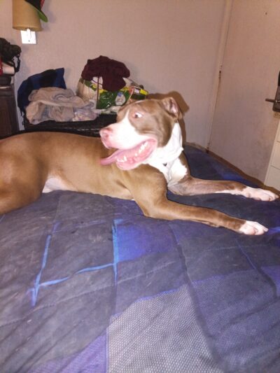 Apollo