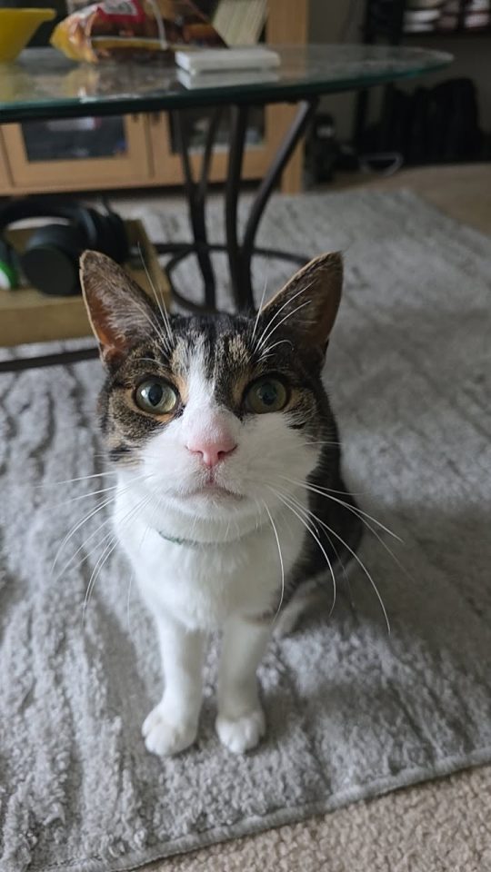 Artemis