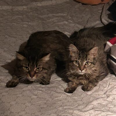 Athena and Hera
