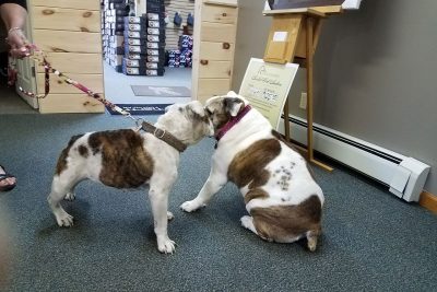 Blanche (on the left) after being rescued. The dog on the right is the same age as Blanche and an appropriate weight for her breed.