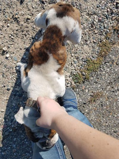 Blanche at the time of rescue