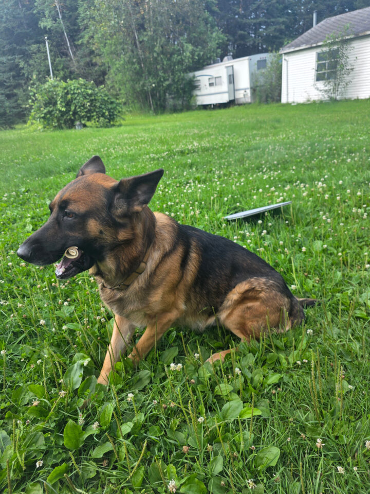 Bruno