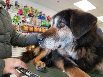 TEDDY, hospice dog fostered by Tracy Forstey