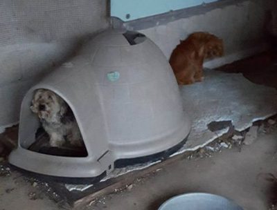 Four little dogs living outside before rescue