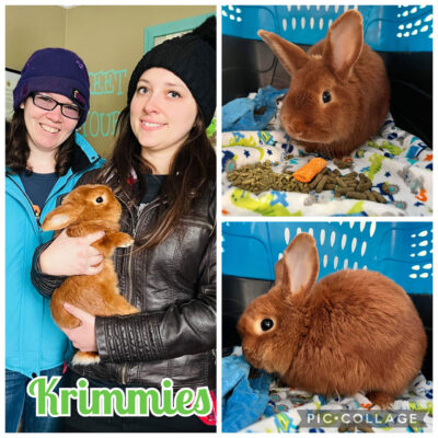 KRIMMIES, adopted by Sarah Johnson