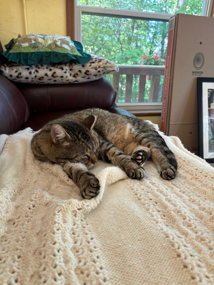 Kitty