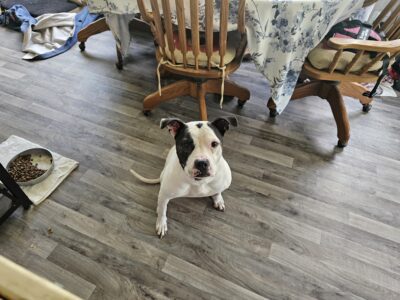 Lily