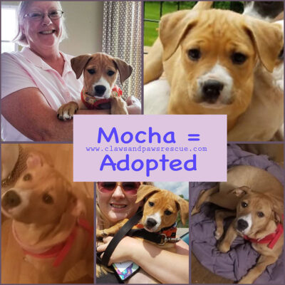 MOCHA
