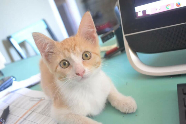 Meet one of our furry office helpers