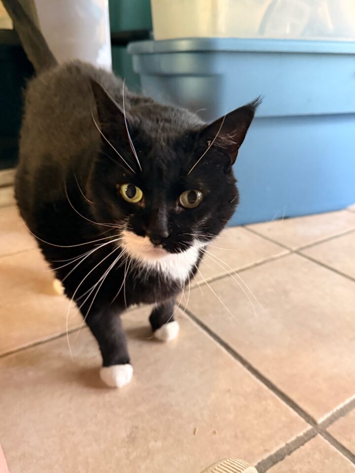Miss Kitty