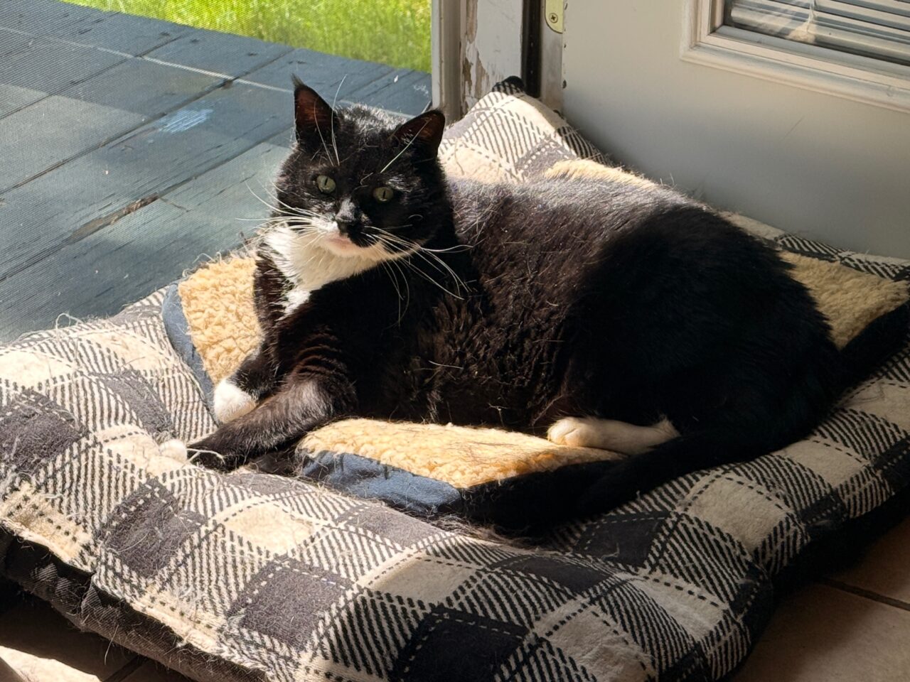 Miss Kitty