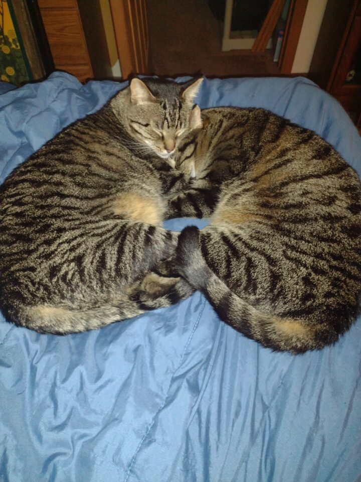 Ozzy and sibling