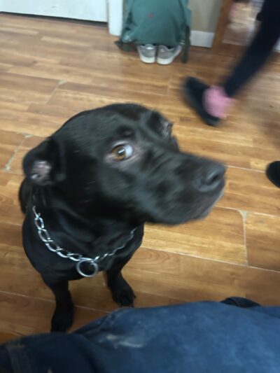 Porsche Luvlynn