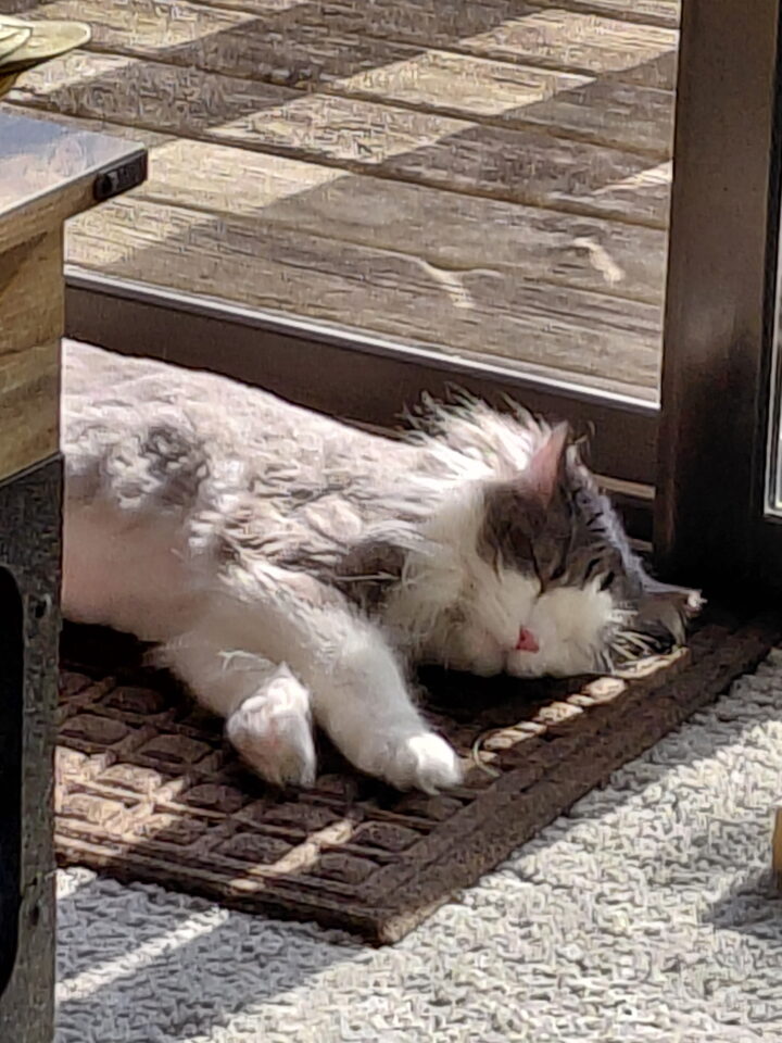 Rascal
