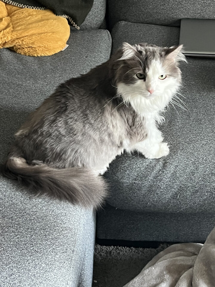 Rascal