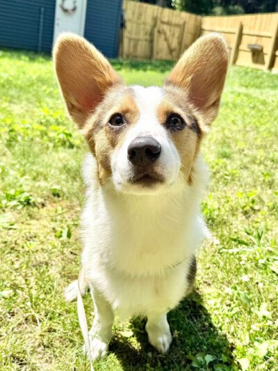 Remington