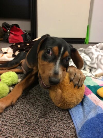 ROSCO