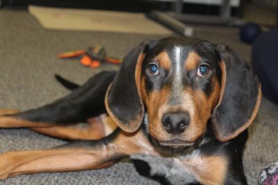 ROSCO