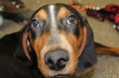 ROSCO