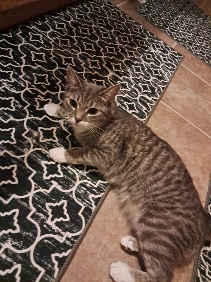 Simon