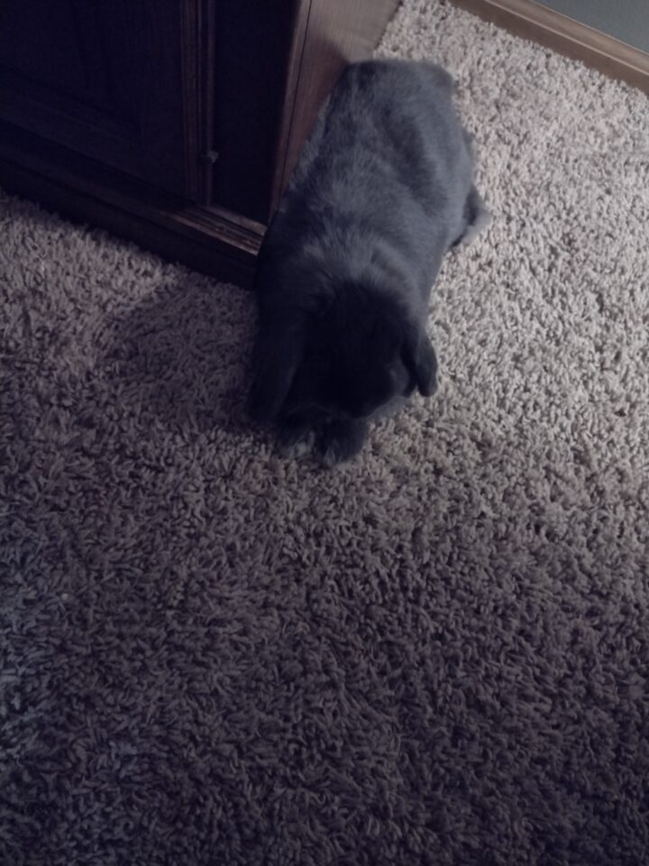 Smokey