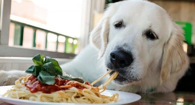 Spaghetti Dinner Fundraiser