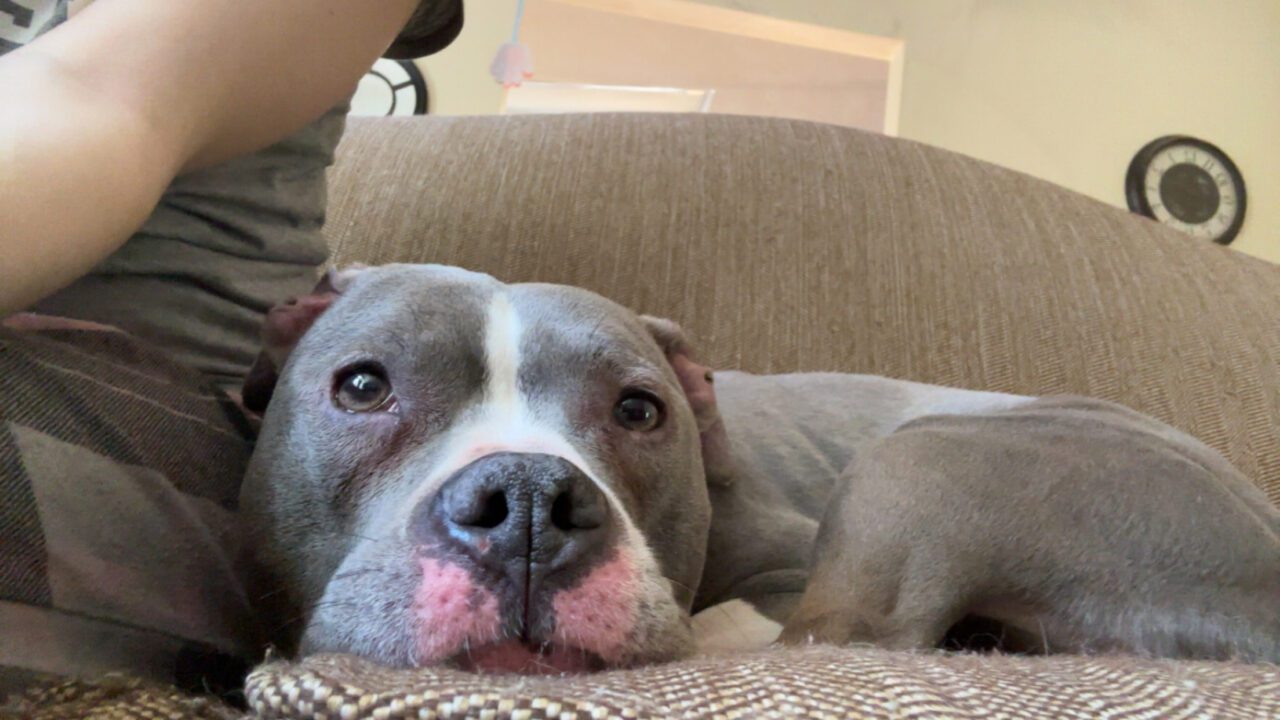 Stella