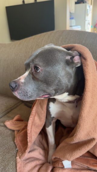 Stella