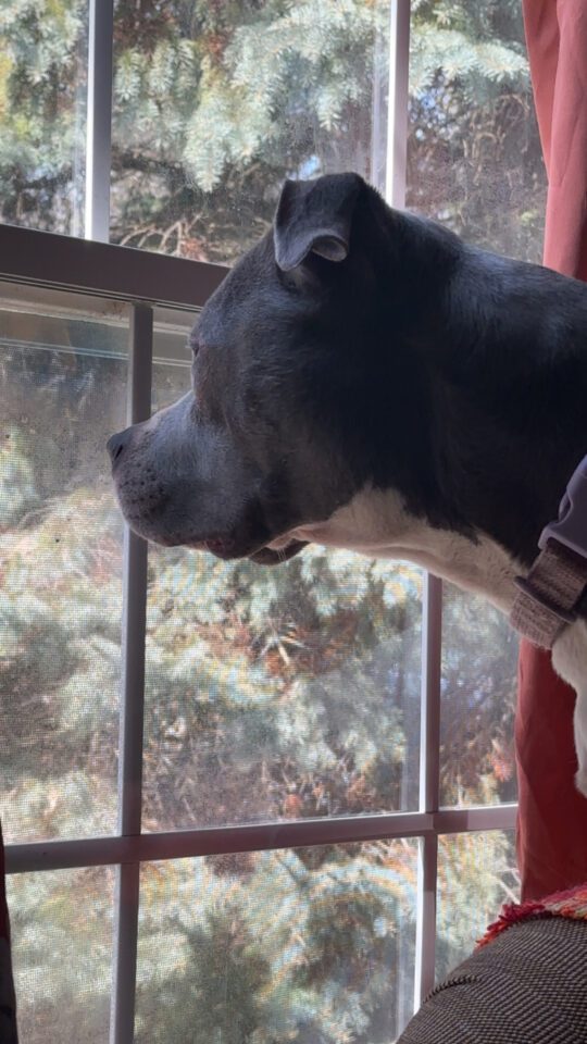 Stella