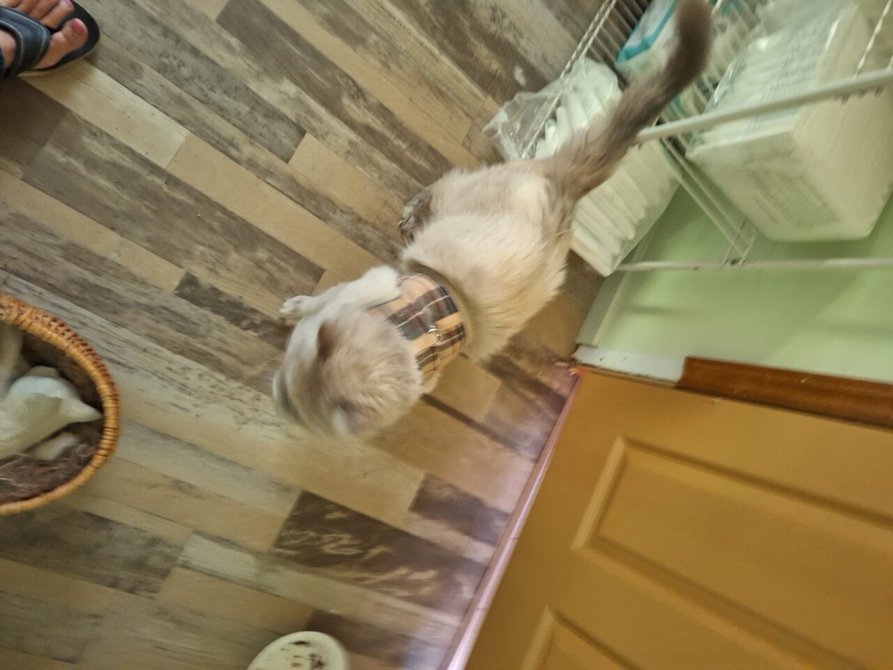 Stray Cat