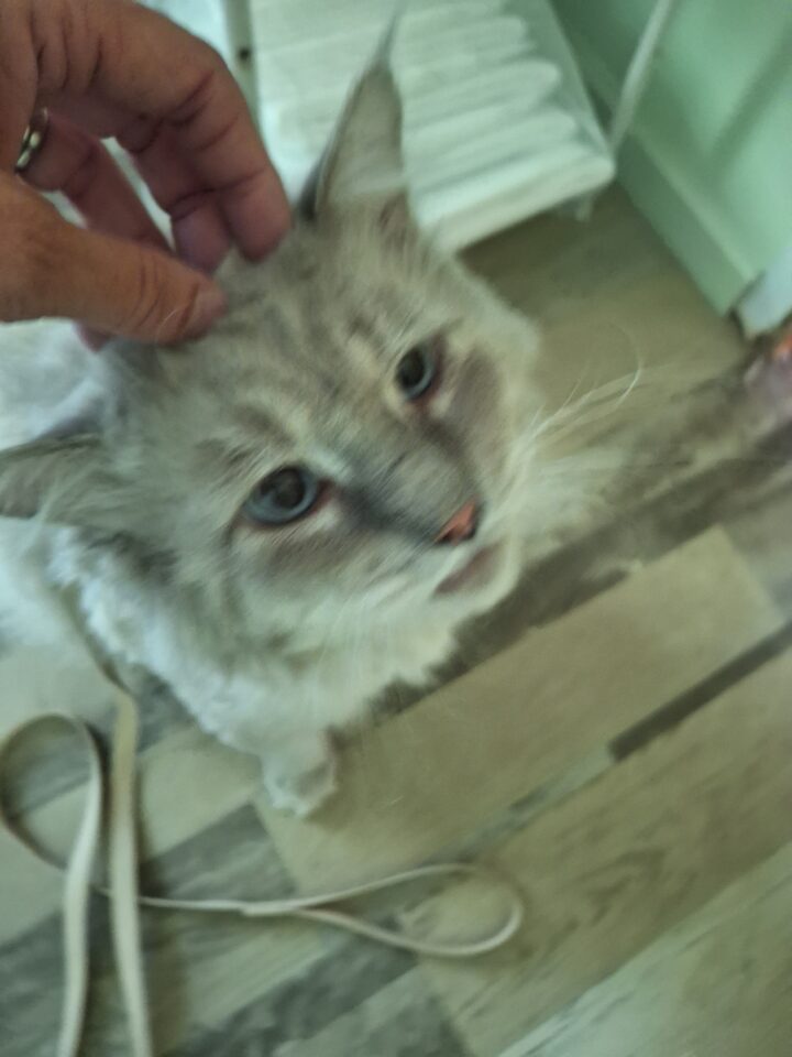 Stray Cat