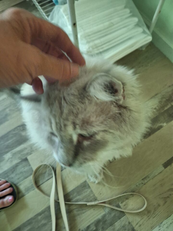 Stray Cat
