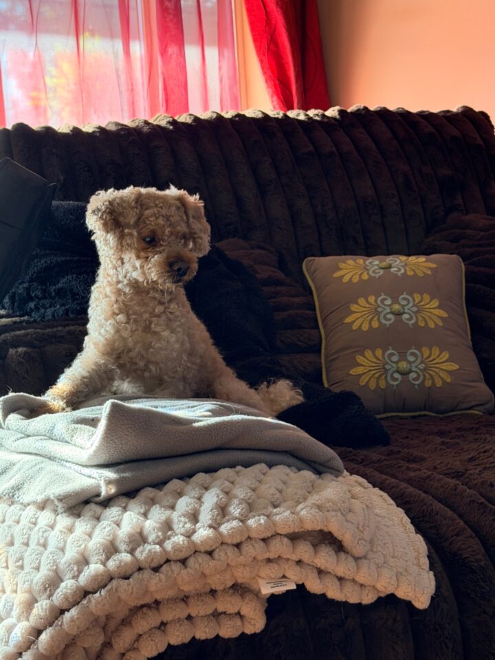 Teddy Bear