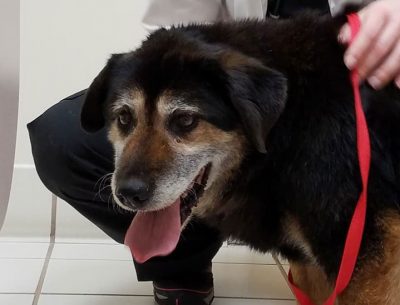 Teddy after being adopted