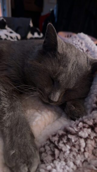 Theodore