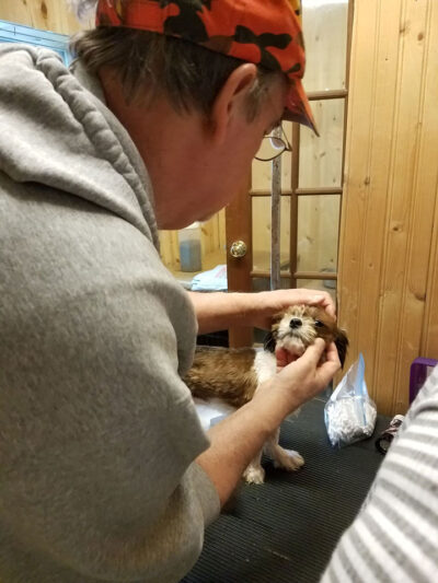Examining our Shih Tzu crew