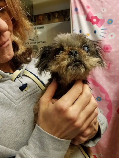 One of our 19 Shih Tzu's received in February 2018